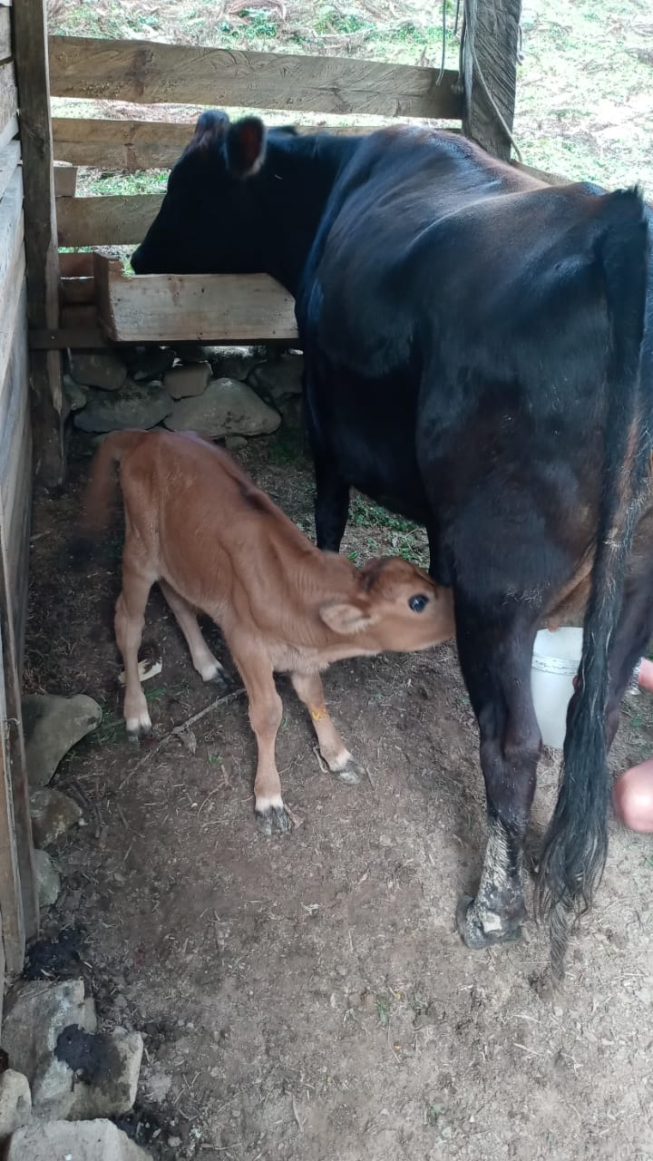Vaca amamentando seu bezerro no curral